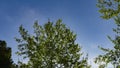 Bottom view in Blue Sky above Tree with branches. Royalty Free Stock Photo