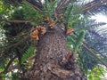 Bottom view of a Norfolk Island Pine has scaly or Araucaria heterophylla Royalty Free Stock Photo
