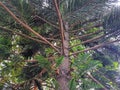 Bottom view of a Norfolk Island Pine has scaly or Araucaria heterophylla Royalty Free Stock Photo