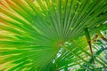 Bottom view of a palm leaf Royalty Free Stock Photo