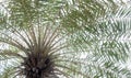 Bottom view of palm