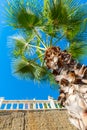 Bottom view of a palm tree against the blue sky Royalty Free Stock Photo