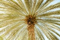 Bottom view on a palm tree with green leafs