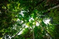 bottom view palm tree in jungle and branches.forest and environment concept