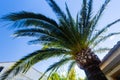 Bottom view of a palm tree sprawling branches over a tiled roof against a blue sky on a summer day Royalty Free Stock Photo