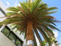 Bottom view of palm trees and building facade. Blue sky and palm tree, view from the bottom. Low Angle View Of Palm Tree against a Royalty Free Stock Photo