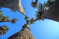 Bottom view on palm trees Royalty Free Stock Photo