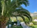 Bottom view of palm trees tropical forest at blue sky background Royalty Free Stock Photo