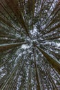 Bottom view perspective of conifer forest in winter long trunk t Royalty Free Stock Photo