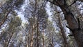 Bottom view of pine tree in forest. Big and tall pine tree when looking up. Large tree with forked branches. Tree in