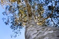 Bottom view of the Pinus bungeana tree Bunge`s pine or lacebark pine. Amazing tree bark like camouflage Royalty Free Stock Photo