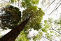 bottom view of Resak Tembaga tree in jungle and lighting of morning.forest and environment concept