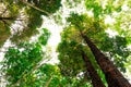 bottom view of Resak Tembaga tree in jungle and lighting of morning.forest and environment concept