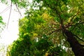 bottom view of Resak Tembaga tree in jungle and lighting of morning.forest and environment concept