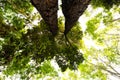 bottom view of Resak Tembaga tree in jungle and lighting of morning.forest and environment concept