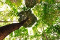 bottom view of Resak Tembaga tree in jungle and lighting of morning.forest and environment concept