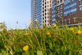 bottom view of the residential complex through a field of dandelions at sunset, branches of lilac, rays of the sun Royalty Free Stock Photo