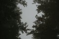 Bottom view shot of tree branches partially covering the sky Royalty Free Stock Photo