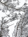 bottom view of snow-covered tops of birch trees