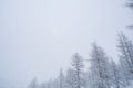 Bottom view of snowbound coniferous trees