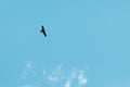 Bottom view of a soaring eagle against a blue sky. Bright sunny day. Royalty Free Stock Photo