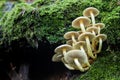 Bottom view of the spores sulphur tuft Hypholoma fasciculare Royalty Free Stock Photo