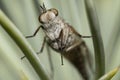 Bottom view of a Stiletto Thereva fly sitting on a spruce needle. Macro