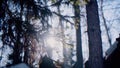 Bottom view of the sun shining through coniferous trees and a part of a wooden house roof. Video. Sunshine and tree Royalty Free Stock Photo