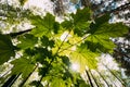 Bottom View Of Sunshine Through Spring Green Maples Foliage. Sun Sunrays Shine Through Fresh Vegetation And Maple