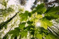 Bottom View Of Sunshine Through Spring Green Maples Foliage. Sun Sunrays Shine Through Fresh Vegetation And Maple