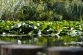 Bottom view of swamp with plants, water surface close, bushes and grass in the distance. copyspace, background