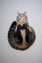 bottom view of tabby cat sitting on glass table looking down Royalty Free Stock Photo