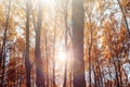 Bottom view on the tall birch trees in the golgen autumn forest under blue sky.