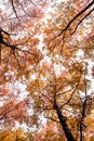 Bottom view on the tall birch trees in the golgen autumn forest under blue sky. Indian summer