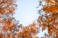 Bottom view on the tall birch trees in the golgen autumn forest under blue sky. Indian summer. Instagram style.Toned. Copy space.