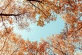 Bottom view on the tall birch trees in the golgen autumn forest under blue sky. Indian summer. Instagram style.Toned. Copy space.