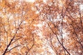 Bottom view on the tall birch trees in the golgen autumn forest under blue sky. Indian summer. Instagram style.Toned. Copy space.