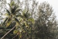 Bottom view tall of coconut trees and pines with cloud sky