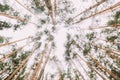 Bottom view of tall conifer trees in young bright pine forest Royalty Free Stock Photo
