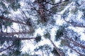 Bottom view of tall green pines in the pine forest in a overcast day. Overcast sky Royalty Free Stock Photo