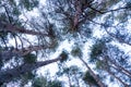 Bottom view of tall green pines in the pine forest in a overcast day. Royalty Free Stock Photo