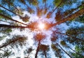 Bottom view of tall old trees in evergreen pine forest. Blue sky with sun in background. Up above nature high angle tree. Looking Royalty Free Stock Photo