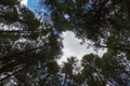 Bottom view of tall old trees in forest of izta-popo nature reserve Royalty Free Stock Photo