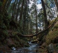 Bottom view of tall old trees in forest of izta-popo nature reserve Royalty Free Stock Photo