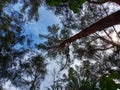 bottom view tall pine tree, beautiful nature