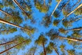 Bottom view of tall pine trees on blue sky background. Belarusian nature.