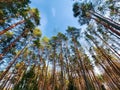 Bottom view of tall pine trees in a coniferous forest against background of blue sky. Surreal landscape