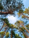 Bottom view of tall pine trees in a coniferous forest against background of blue sky. Surreal landscape