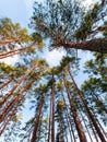 Bottom view of tall pine trees in a coniferous forest against background of blue sky. Surreal landscape