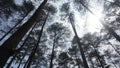 Bottom view of tall pine trees in Indonesia 3409 Royalty Free Stock Photo